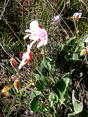 Pelargonium ovale