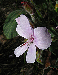 Pelargonium ovale