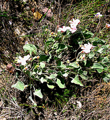 Pelargonium ovale
