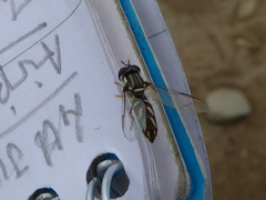 Allograpta piurana
