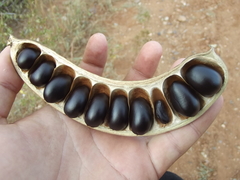 Ebenopsis caesalpinioides