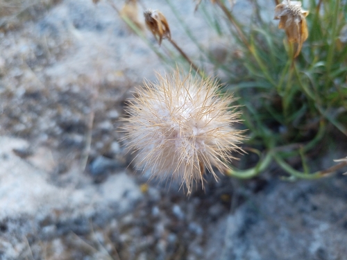Gelasia cretica, photograph 5