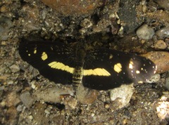 Castilia angusta