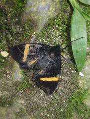 Hypocrita wingerteri