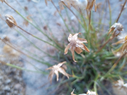 Gelasia cretica, photograph 6