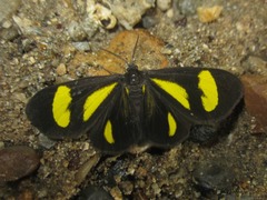 Cyllopodini
