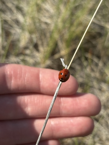 Seven-spotted Lady Beetle