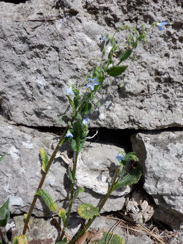Creeping Borage (Borago pygmaea)