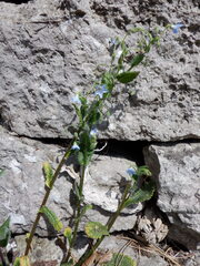 Creeping Borage (Borago pygmaea)