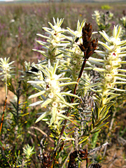 Phylica velutina