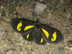 Cyllopodini