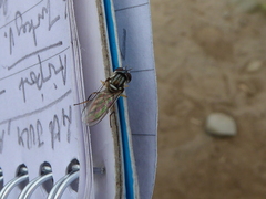 Allograpta piurana