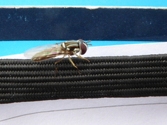 Allograpta piurana