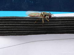 Allograpta piurana