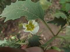 Physalis acutifolia