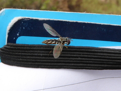 Allograpta piurana
