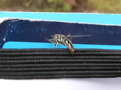 Allograpta piurana