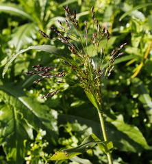 Panicum miliaceum ruderale