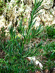 Podocarpus elongatus
