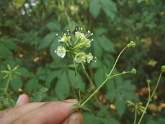 Commicarpus scandens