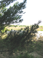 Podocarpus elongatus