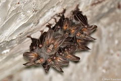 Megaderma spasma