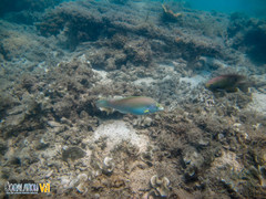 Halichoeres chloropterus