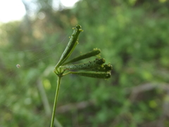 Commicarpus scandens