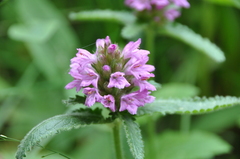 Betonica hirsuta