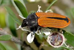Castiarina erythroptera