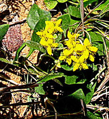 Tetragonia herbacea