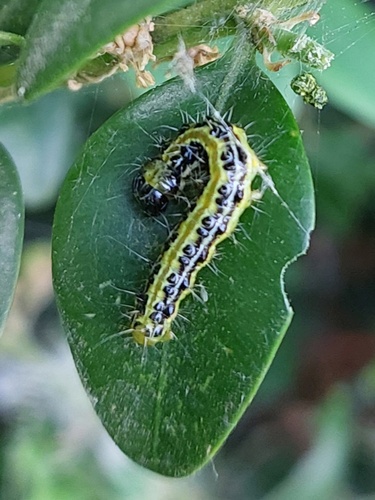 Box Tree Moth, photo 4 of 9