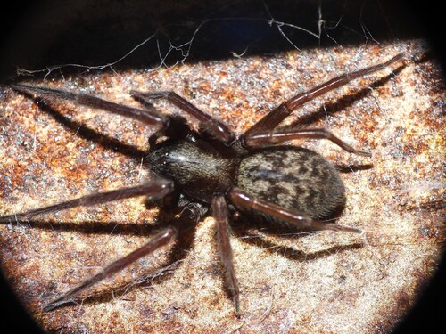Badumna hirsuta
