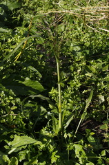 Panicum miliaceum ruderale