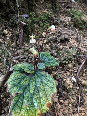 Begonia sinuata