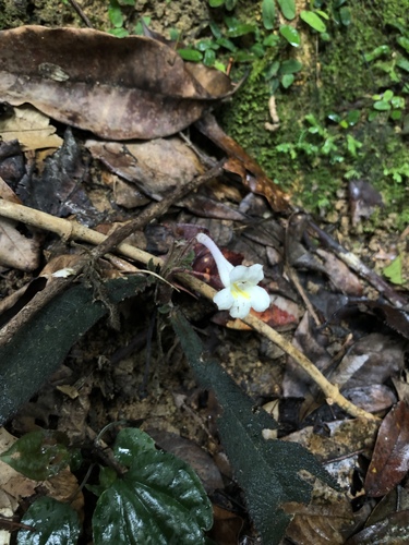 Codonoboea crinita observed 2019-09-13