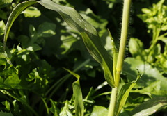 Panicum miliaceum ruderale