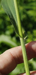 Panicum miliaceum ruderale