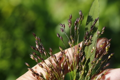 Panicum miliaceum ruderale