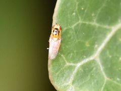 Chlorops
