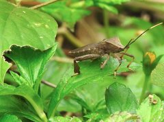 Pseudomictis distinctus