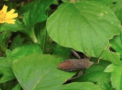 Pseudomictis distinctus