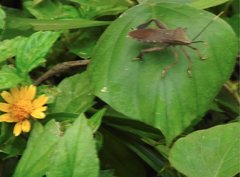 Pseudomictis distinctus