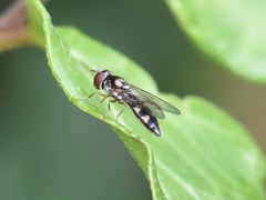 Platycheirus albimanus