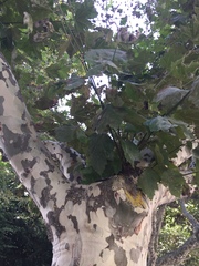 Platanus × hispanica