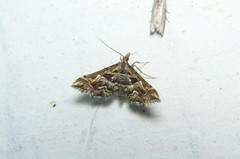 Diasemia
