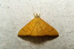 Hyalobathra