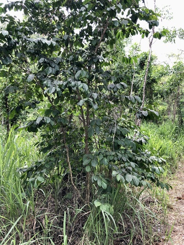 Casearia guianensis, photograph 6
