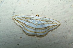 Orthocabera sericea