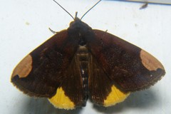 Chrysopera combinans